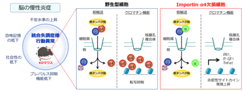 脳内炎症と統合失調症とをつなぐ新たな分子を発見～未だ根本的な治療法の存在しない統合失調症の原因を解明する新たなモデルマウスとして期待～