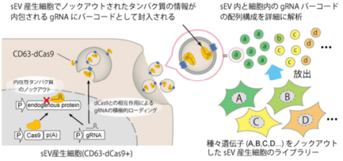 細胞外小胞の放出制御因子を網羅的に解析する方法を開発 ～CRISPR gRNAで「バーコード化」した細胞外小胞を活用して～