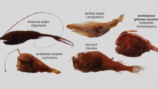 深海のチョウチンアンコウの進化が新研究で明らかに(Evolution of Deep-Sea Anglerfish Illuminated in New Study)