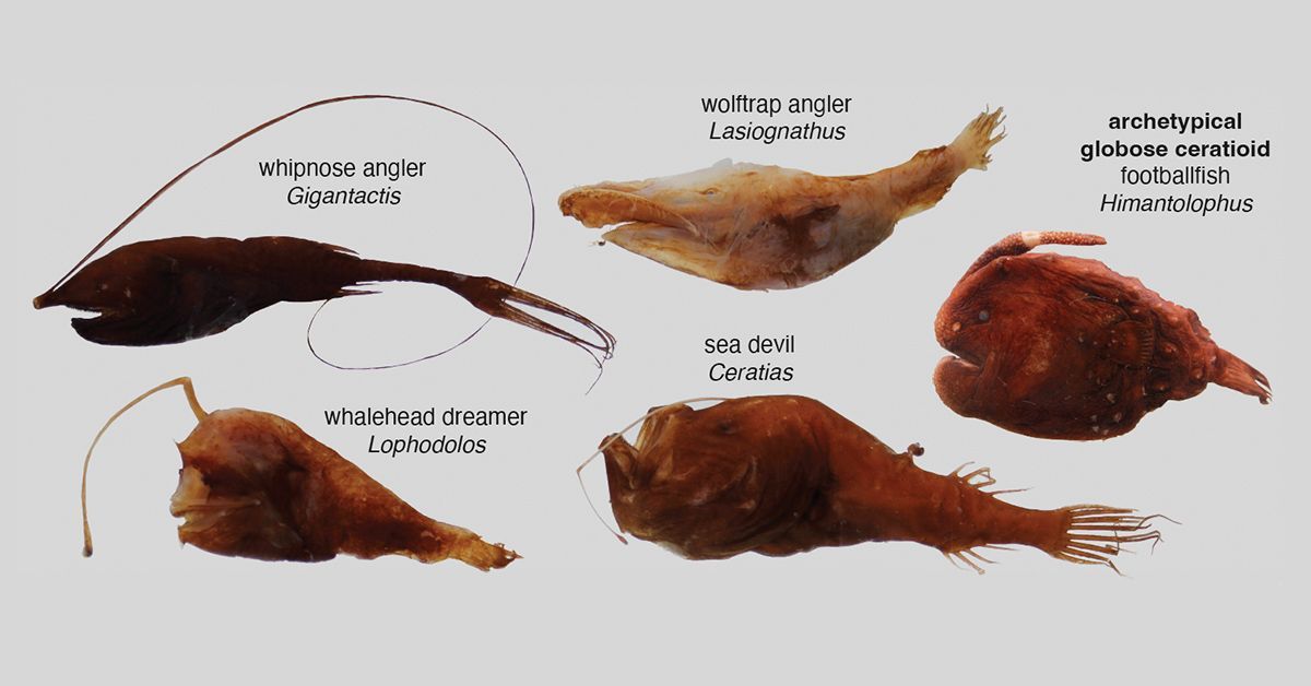 深海のチョウチンアンコウの進化が新研究で明らかに(Evolution of Deep-Sea Anglerfish Illuminated in New Study)