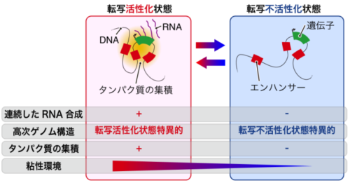 遺伝子同士の距離変化が発現を調節する新たな仕組みを発見 ～疾患の発症原因解明や治療標的発見への応用に期待～