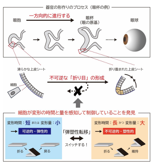 細胞が作り出す留め金の仕組みを解明 ～器官の形が不可逆に作られる原理から組織工学・再生医療への貢献に期待～