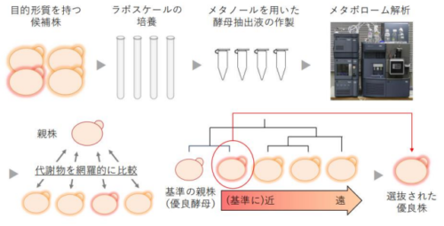 メタボローム解析を用いて優良清酒酵母株の選抜過程を飛躍的に効率化する方法を開発～ 高品質清酒醸造に適した酵母株の育種が可能に～