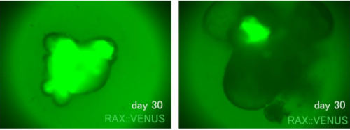 ディープラーニングにより多能性幹細胞が分化する未来を予測することに成功 ～視床下部-下垂体オルガノイドの品質を判定するディープラーニングモデルを開発～