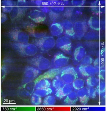 生体試料を凍らせて分子を高感度観察できる クライオ-ラマン顕微鏡を開発