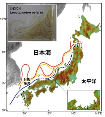 日本近海の水産資源における隠れた地域特異的適応を初めて解明 〜日本海におけるシロウオ南北集団の緯度環境への適応〜