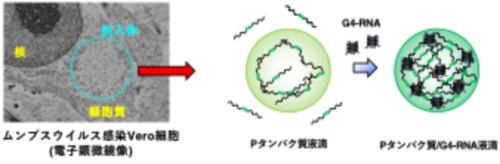 グアニン四重鎖構造を持つ RNA がおたふくかぜウイルスの RNA 合成の場を提供する～おたふくかぜウイルスの封入体形成機構の理解～