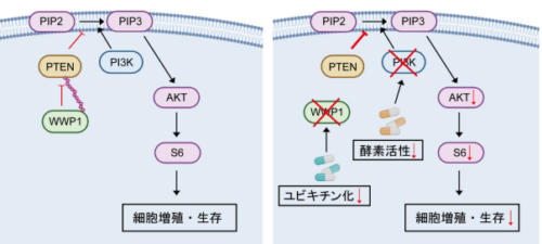 ユビキチン化を標的としたタンパク質の「質」を改善する膵がん治療～膵がんに対する新たな治療戦略となる可能性～