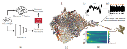 ディープニューラルネットワークとAIの限界を明らかにする研究 (Evaluating how brains generalize: Data from macaque monkeys reveals flaws in deep neural networks)