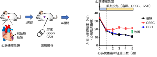酸化型グルタチオンが慢性心不全の予後を改善することを発見