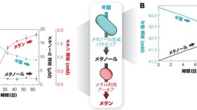 地下微生物はメタノールで飲みニケーション!?〜天然ガス成因のカギとなるメタノールを介した微生物共生を発見〜