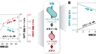 地下微生物はメタノールで飲みニケーション!?〜天然ガス成因のカギとなるメタノールを介した微生物共生を発見〜