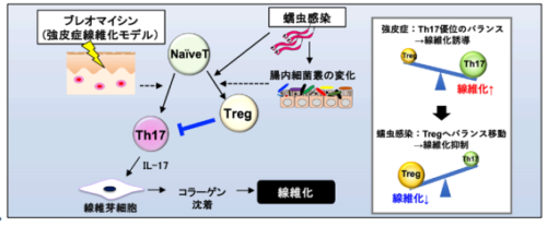 免疫バランスの調整を通じた全身性強皮症の線維化抑制機序の解明: 新たな治療戦略の提案