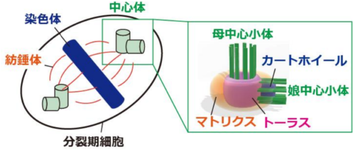 中心小体の結合と分離、その精密なプロセスを解明 ～細胞分裂の成功を支えるミクロな制御システム～