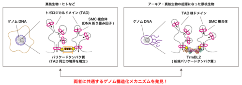 真核ゲノムが持つドメイン型高次構造の起源 ～第3の生物群「アーキア」が鍵?～