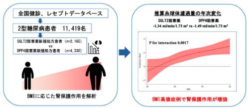 SGLT2阻害薬の腎保護効果はBMIに影響される?～大規模医療データ解析からの最新知見～