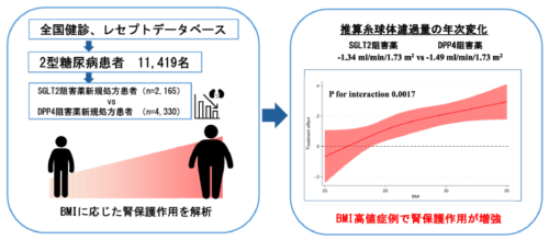 SGLT2阻害薬の腎保護効果はBMIに影響される?~大規模医療データ解析からの最新知見~ SGLT2阻害薬の腎保護効果はBMIに影響される?~大規模医療データ解析からの最新知見~