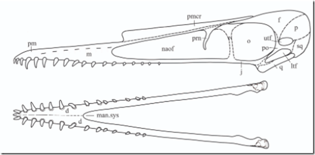 中国とブラジルの研究者が遼寧省で新種の翼竜化石を発見(Chinese, Brazilian Researchers Uncover New Species of Pterosaur Fossils in NE China)