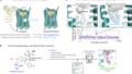 慢性疼痛治療のための新薬開発(NIH-funded research team engineers new drug targeting pain sensation pathway)