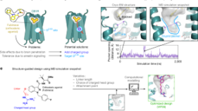 慢性疼痛治療のための新薬開発(NIH-funded research team engineers new drug targeting pain sensation pathway)