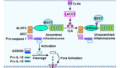 イソシアン酸が抗炎症代謝物として同定される(Isocyanic Acid Identified as Anti-inflammatory Metabolite)