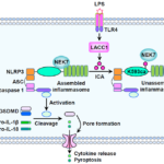 イソシアン酸が抗炎症代謝物として同定される(Isocyanic Acid Identified as Anti-inflammatory Metabolite)