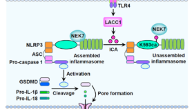 イソシアン酸が抗炎症代謝物として同定される(Isocyanic Acid Identified as Anti-inflammatory Metabolite)