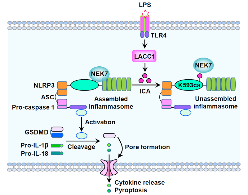 イソシアン酸が抗炎症代謝物として同定される(Isocyanic Acid Identified as Anti-inflammatory Metabolite)