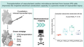 iPS心組織で電気信号の流れを改善～ブタ心筋傷害モデルを用いた検討～