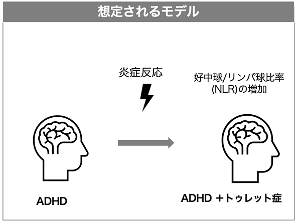 ADHDの子どもにおけるトゥレット症の発症に炎症が関与する可能性~トゥレット症のリスクを予測する新たな生体指標の手がかり~ ADHDの子どもにおけるトゥレット症の発症に炎症が関与する可能性~トゥレット症のリスクを予測する新たな生体指標の手がかり~