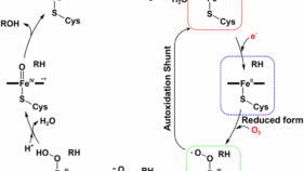 触媒サイクル中の酵素における基質の動きをSACLAで解明～基質がクルっと回転して反応する～