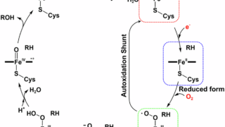 触媒サイクル中の酵素における基質の動きをSACLAで解明～基質がクルっと回転して反応する～