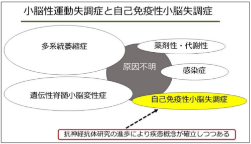 わが国で初めてKLHL11抗体測定系の確立に成功～原因不明の小脳性運動失調症の診断と治療への貢献に期待～