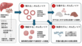 代謝機能を保持した肝細胞オルガノイドの効率的培養法の開発 ～創薬研究や疾患研究、再生医療の基盤技術として期待～