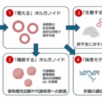 代謝機能を保持した肝細胞オルガノイドの効率的培養法の開発 ～創薬研究や疾患研究、再生医療の基盤技術として期待～