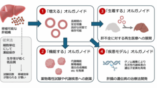 代謝機能を保持した肝細胞オルガノイドの効率的培養法の開発 ～創薬研究や疾患研究、再生医療の基盤技術として期待～