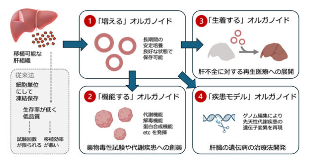 代謝機能を保持した肝細胞オルガノイドの効率的培養法の開発 ～創薬研究や疾患研究、再生医療の基盤技術として期待～