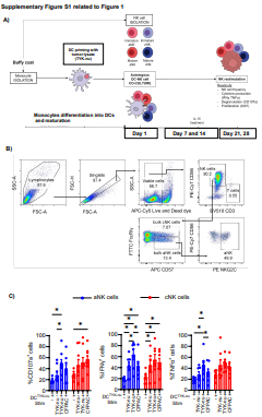 ナチュラルキラー細胞が卵巣がんを記憶し効果的に標的化(Natural killer cells remember and effectively target ovarian cancer)