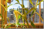 AIと遺伝子情報でトウモロコシの窒素利用効率を向上(Artificial Intelligence and Genetics Can Help Farmers Grow Corn with Less Fertilizer)