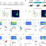 勝利体験が脳のドーパミン系を再構築し薬物依存行動を抑制(Winning Experiences Reduce Drug-seeking Behavior by Reshaping Brain’s Dopamine System)