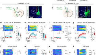 勝利体験が脳のドーパミン系を再構築し薬物依存行動を抑制(Winning Experiences Reduce Drug-seeking Behavior by Reshaping Brain’s Dopamine System)