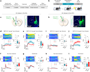 勝利体験が脳のドーパミン系を再構築し薬物依存行動を抑制(Winning Experiences Reduce Drug-seeking Behavior by Reshaping Brain’s Dopamine System)