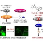 タンキラーゼ阻害剤で国内初となる医師主導第I相治験を開始～タンキラーゼ阻害剤RK-582の薬事承認取得へ向けて～