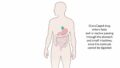 腸内での標的薬物治療に有望な「消化の宝箱」(A digestive ‘treasure chest’ shows promise for targeted drug treatment in the gut)