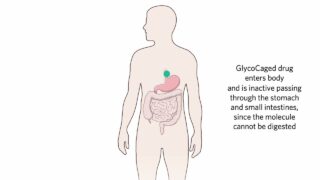 腸内での標的薬物治療に有望な「消化の宝箱」(A digestive ‘treasure chest’ shows promise for targeted drug treatment in the gut)