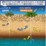 植物が干ばつに打ち勝つ力を引き出すしくみを発見～根と葉の機能を高めることで植物の乾燥ストレスを軽減～