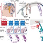 新しいMRI手法が脳生理学への理解を深める(New MRI Method Offers Deeper Insight into Brain Physiology)