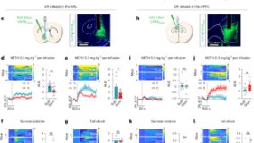 勝利体験が脳のドーパミン系を再構築し薬物依存行動を抑制(Winning Experiences Reduce Drug-seeking Behavior by Reshaping Brain’s Dopamine System)