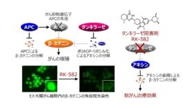 タンキラーゼ阻害剤で国内初となる医師主導第I相治験を開始～タンキラーゼ阻害剤RK-582の薬事承認取得へ向けて～