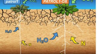 植物が干ばつに打ち勝つ力を引き出すしくみを発見～根と葉の機能を高めることで植物の乾燥ストレスを軽減～